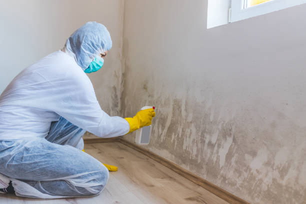 Licensed Mold Remediation service in Lewisburg, TN - WQB Mold Removal